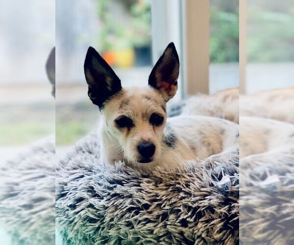 Medium Photo #2 Mutt Puppy For Sale in Santa Cruz, CA, USA