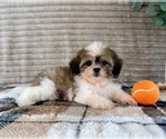 Small #1 Mal-Shi
