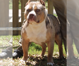Father of the American Bully puppies born on 09/29/2022