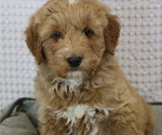 Small Photo #3 Goldendoodle (Miniature) Puppy For Sale in BOSWELL, IN, USA
