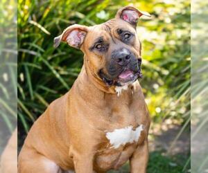 Boxer Dogs for adoption in Camarillo, CA, USA