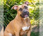 Small Boxer