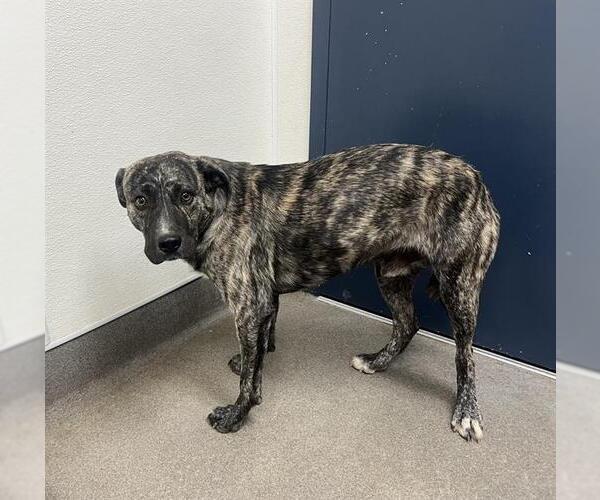 Medium Photo #1 Holland Shepherd-Unknown Mix Puppy For Sale in HESPERIA, CA, USA