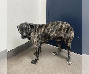 Holland Shepherd-Unknown Mix Dogs for adoption in HESPERIA, CA, USA