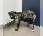 DIRK - Male Holland Shepherd-Unknown Mix Dog for Adoption - Small photo