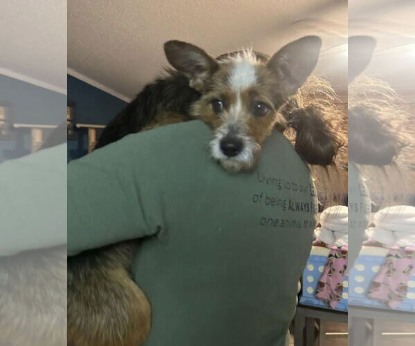 Medium Photo #3 Mutt Puppy For Sale in Ball Ground, GA, USA