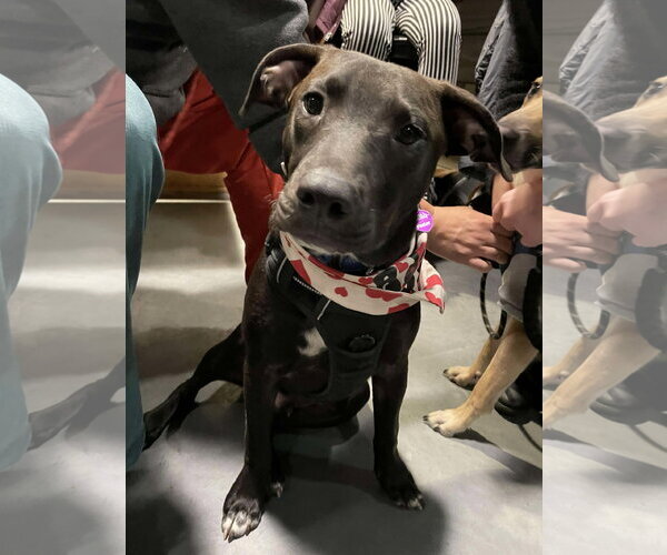 Medium Photo #18 American Pit Bull Terrier-Unknown Mix Puppy For Sale in Minneapolis, MN, USA