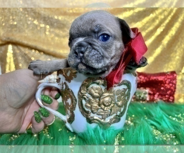 Medium Photo #91 French Bulldog Puppy For Sale in HAYWARD, CA, USA