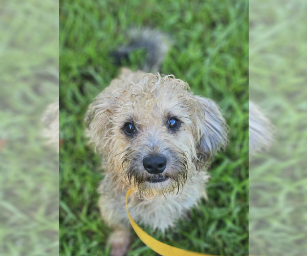 Medium Photo #6 Mutt Puppy For Sale in Cranston, RI, USA