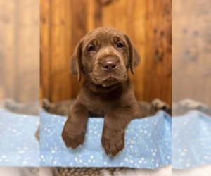 Labrador Retriever Puppy for Sale in NEOLA, West Virginia USA
