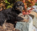 Small Photo #3 Aussiedoodle Miniature  Puppy For Sale in PLACERVILLE, CA, USA