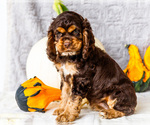Puppy Polly Cocker Spaniel