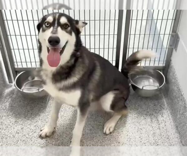 Medium Photo #1 Siberian Husky Puppy For Sale in Houston, TX, USA