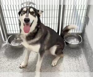Siberian Husky Dogs for adoption in Houston, TX, USA