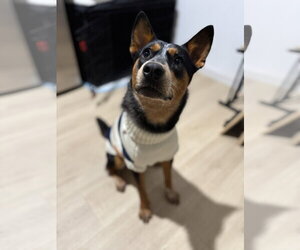 Enzo - Male Australian Shepherd-Unknown Mix Dog for Adoption - Photo #2