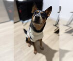Small Photo #2 Australian Shepherd-Unknown Mix Puppy For Sale in Dallas, TX, USA