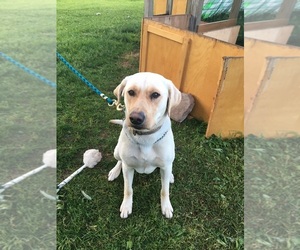 Labrador Retriever Puppy for sale in CANTON, WI, USA