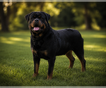 Small Photo #1 Rottweiler Puppy For Sale in ANKENY, IA, USA