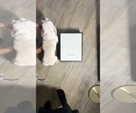 Small #5 French Bulldog