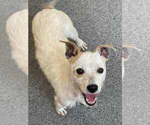 Jack Russell Terrier-Unknown Mix Dogs for adoption in Low Moor, VA, USA