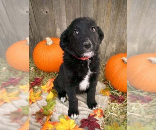 Medium Photo #19 Australian Shepherd Puppy For Sale in WILLIAMS, AZ, USA