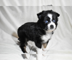 Miniature Australian Shepherd Puppy for sale in PALM COAST, FL, USA