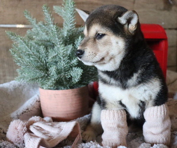 Medium Photo #6 Shiba Inu Puppy For Sale in HONEY BROOK, PA, USA