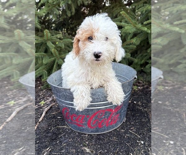 Medium Photo #3 Goldendoodle mix (+ Poodle Miniature) Puppy For Sale in MIDDLEBURY, IN, USA