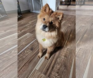 Chow Chow Dogs for adoption in Sandy, UT, USA