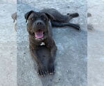 Small #2 Mastiff Mix