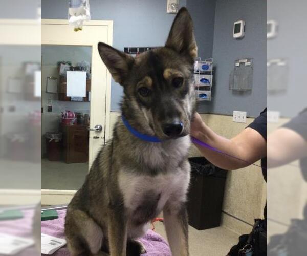 Medium Photo #1 German Shepherd Dog-Unknown Mix Puppy For Sale in Riverside, CA, USA