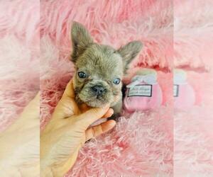 French Bulldog Puppy for sale in MIAMI, FL, USA