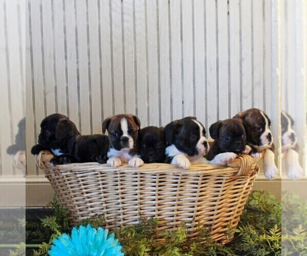 Medium Photo #2 Boston Terrier-Cavalier King Charles Spaniel Mix Puppy For Sale in MORGANTOWN, PA, USA