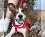 Small #9 Basenji Mix