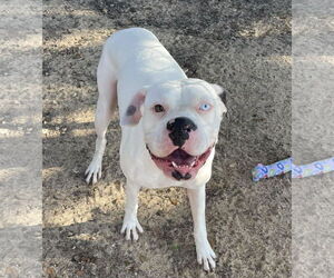 Boxer Dogs for adoption in Dumont, NJ, USA