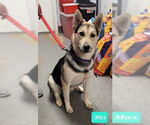 Small #5 Huskies  Mix
