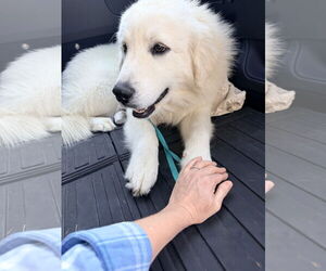 Great Pyrenees-Unknown Mix Dogs for adoption in Houston, TX, USA
