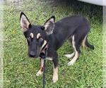 Small German Shepherd Dog