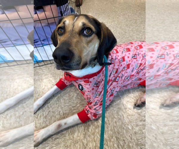 Medium Photo #11 Treeing Walker Coonhound-Unknown Mix Puppy For Sale in Germantown, OH, USA