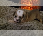Small Photo #31 English Bulldog Puppy For Sale in COLUMBUS, OH, USA