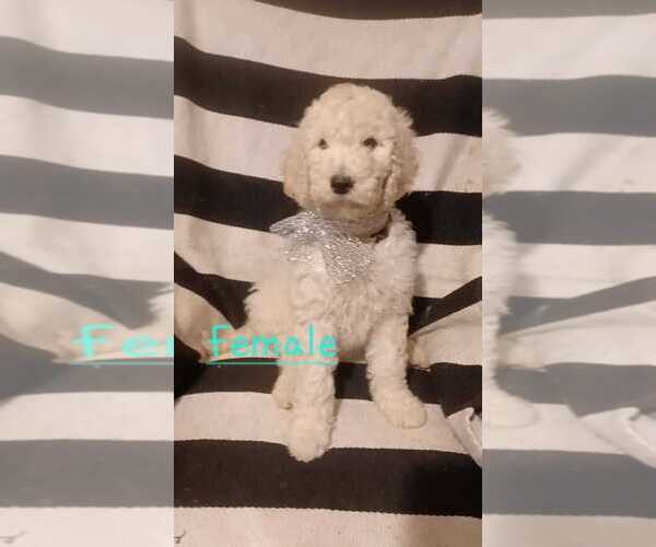 Medium Photo #1 Goldendoodle Puppy For Sale in ROSSITER, PA, USA