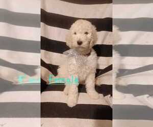 Goldendoodle Puppy for sale in ROSSITER, PA, USA