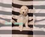 Small Photo #1 Goldendoodle Puppy For Sale in ROSSITER, PA, USA