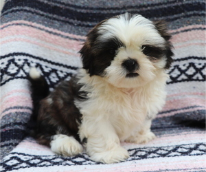 Shih Tzu Puppy for sale in SHILOH, OH, USA