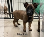 Small Photo #38 Belgian Malinois Puppy For Sale in LABADIE, MO, USA