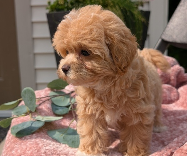 Medium Photo #4 Maltipoo (Miniature) Puppy For Sale in GOSHEN, IN, USA