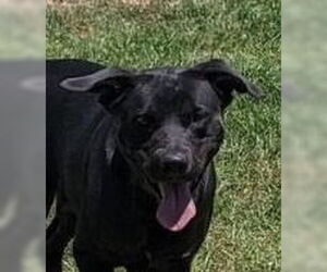 Labrador Retriever-Unknown Mix Dogs for adoption in Canton, CT, USA