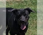 Small Labrador Retriever Mix