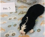 Small Photo #6 Bernese Mountain Dog Puppy For Sale in ATKINSON, NE, USA