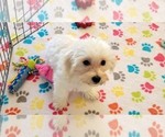 Small #11 Maltipoo (Toy)